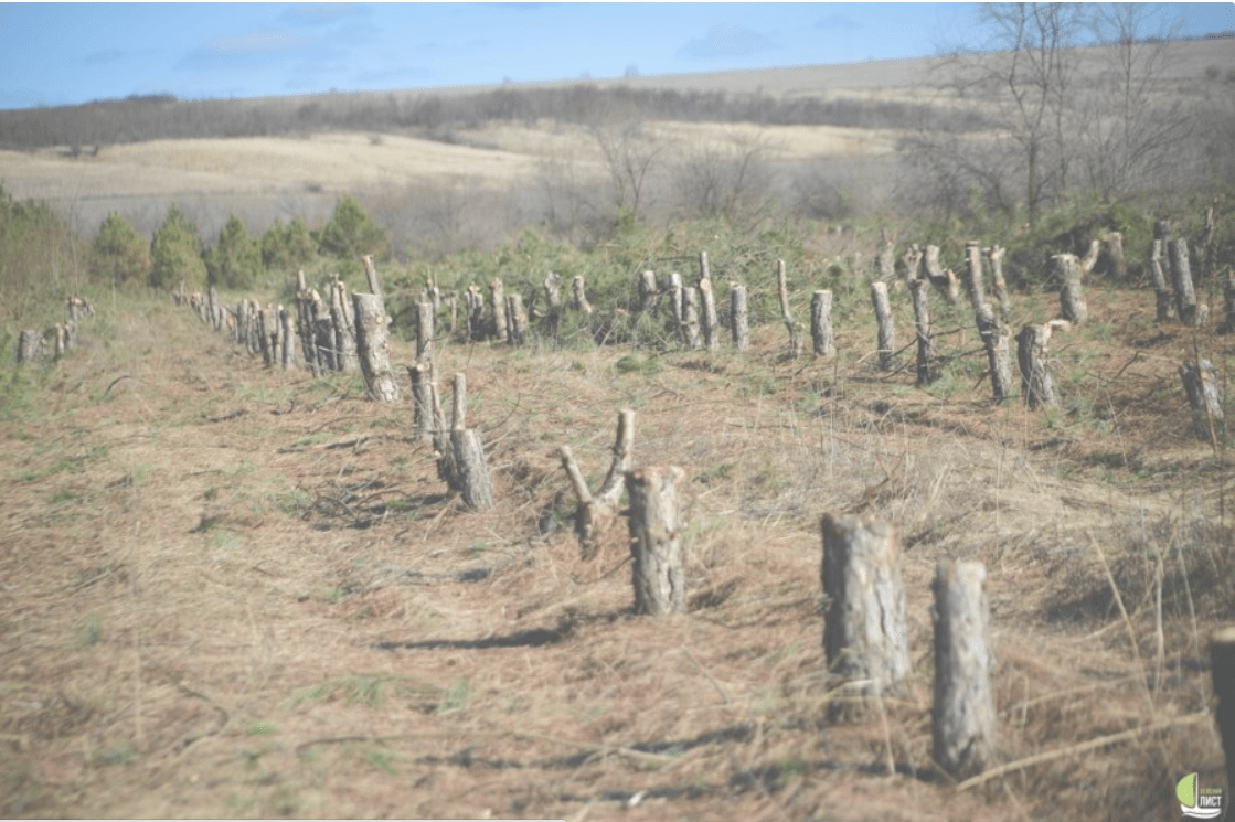 Скандальная землеустроительная компания                                                       «ИНАГРО — ГРУПП», причастна к незаконной вырубке десятков тысяч деревьев.